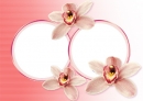 Orchidėjos 