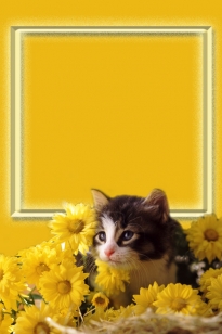 Katė gėlėmis 